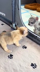 ssstik.io_@greatlake.frenchies.wi_1751056751664