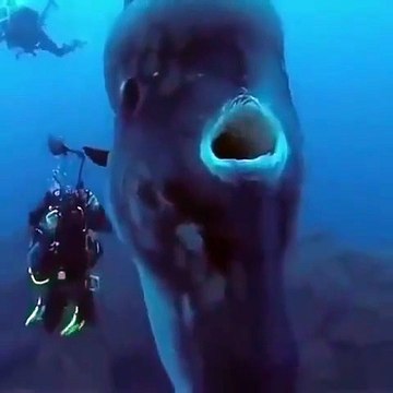 Des plongeurs croisent un énorme poisson-lune de 2 tonnes