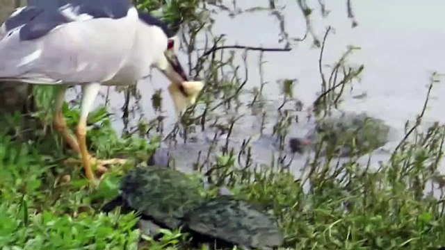 Ces tortues chassent un oiseau pour lui voler son pain