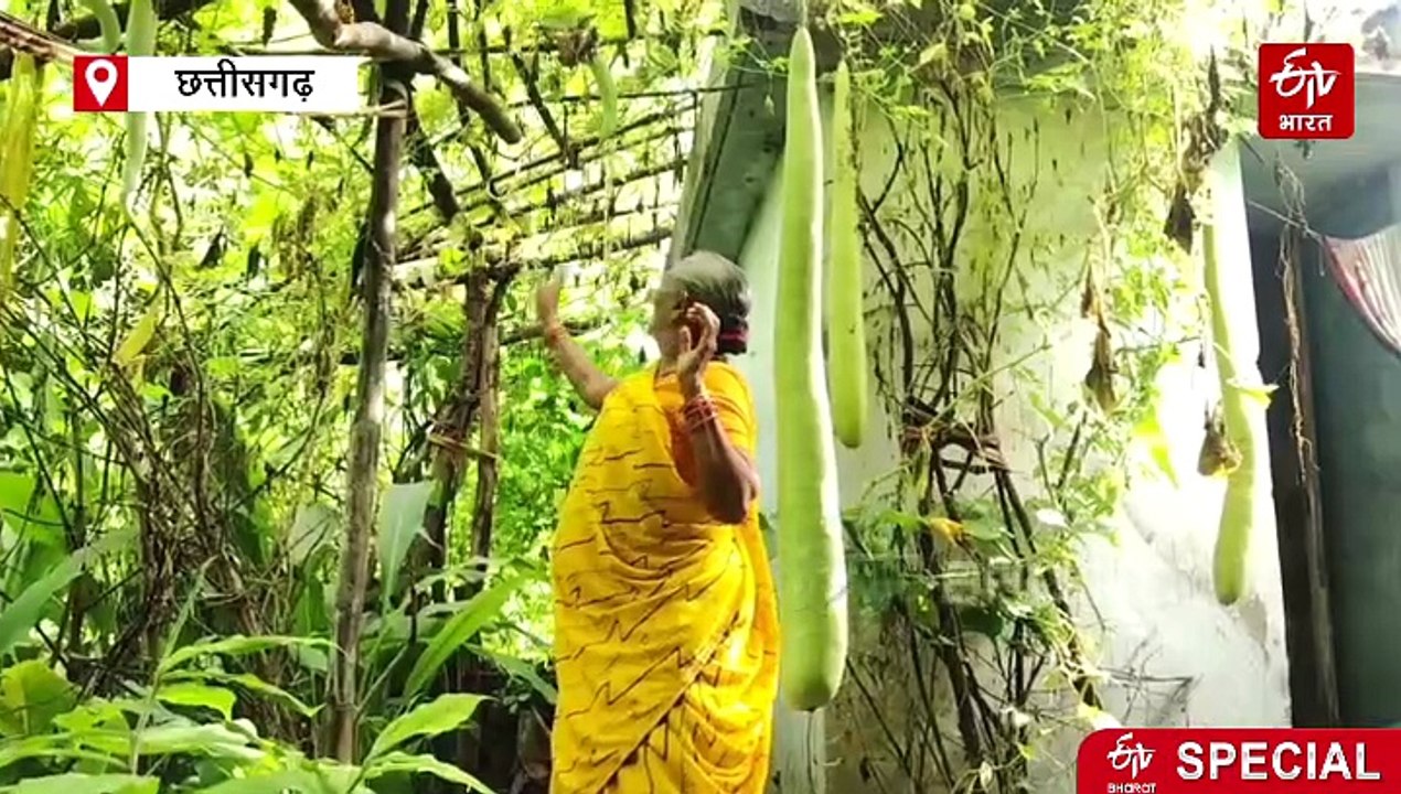 जैविक खेती से किसान ने किया कमाल, 6 फीट की लौकी, तीन फीट की बरबट्टी