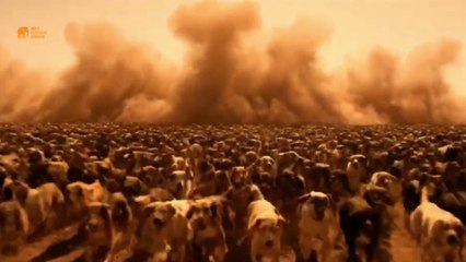Elephant’s Tactical Retreat 🐘 Outsmarting 1 Million Dogs 😱🔥 | Epic Survival Story