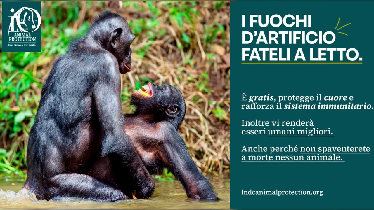 Cani a Capodanno, per tutelarli parte la campagna "A Capodanno i fuochi d’artificio fateli a letto”