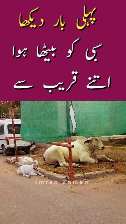 Pahli bar SIBBI ko itny QAREEB se BAITHA Dekha😊