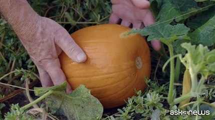 Almanacco Barbanera si rinnova: più maneggevole, contenuti freschi