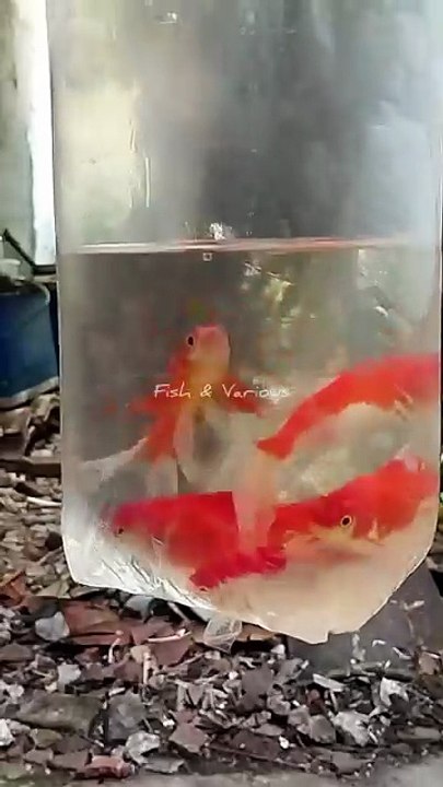 Super Red Gold Fish