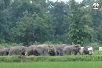 हाथियों का कहर