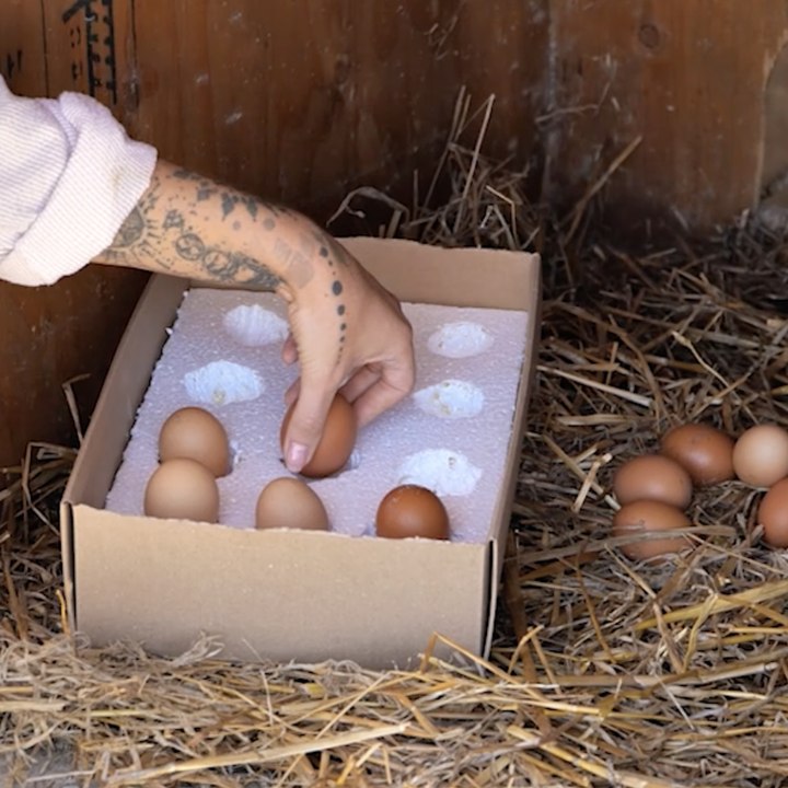 Farm life: raising happy chickens🐓