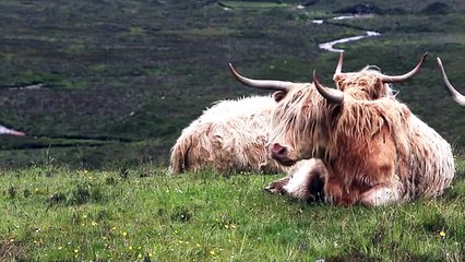 Scotland Nature  Beauty Stunning Drone Aerial View of Scottish Landscapes