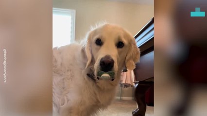 Dog Acting Like a Baby