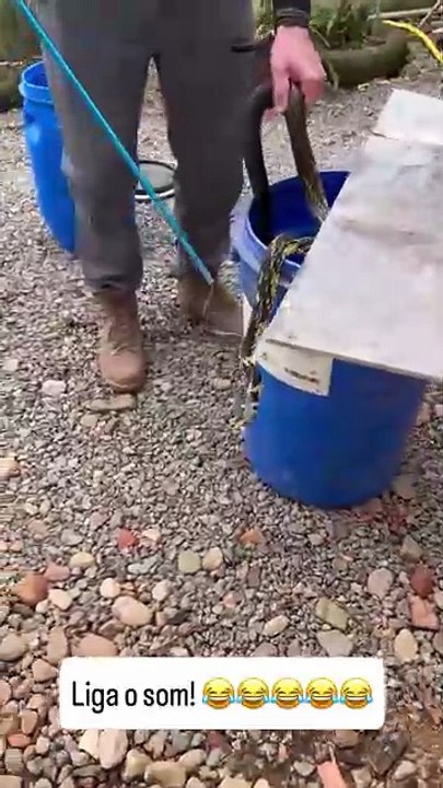 Maior cobra de SC assusta família ao passear por jardim de casa em Jaraguá do Sul