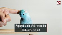 Papagei stellt Weltrekord im Farbsortieren auf