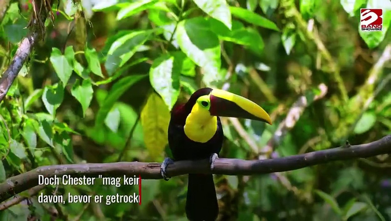 Feuerwehr rettet Tukan, der hinter Geschirrspüler stecken blieb, nachdem er ins Klo gefallen war