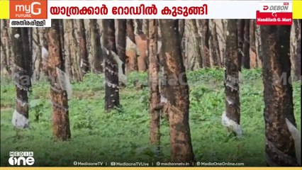 അതിരപ്പിള്ളി പ്ലാന്റേഷൻ റോഡിൽ കാട്ടാനകൾ; റോഡിൽ യാത്രക്കാർ കുടുങ്ങി
