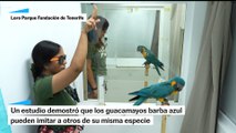 Los loros pueden imitar lo que otros de su especie aprenden, una habilidad solo vista en humanos