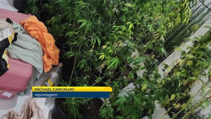 Operação Policial em Pau Amarelo Intercepta Estufa de Maconha e Prende Suspeitos por Tráfico: Detalhes do Caso