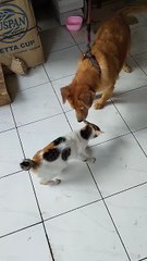 Pregnant stray cats often come to my house and play with my dog