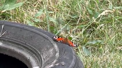 Fly Tipping At Mardy Park
