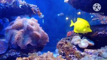 Os animais mais fofos do mundo N•322