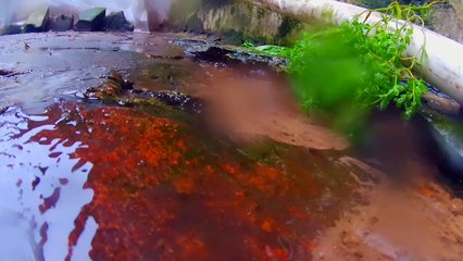 De cerca unas pequeñas corrientes de agua bajo la lluvia mansa - Tacuarembó, tarde del 03/09/2025