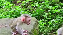 Cute baby monkey 7