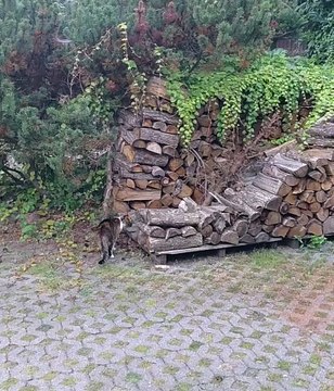 Morning Stretch + Climb = Purr-fect Fitness Motivation! 😻🌿 #funnycats #fitness #fit #cats #funnycats