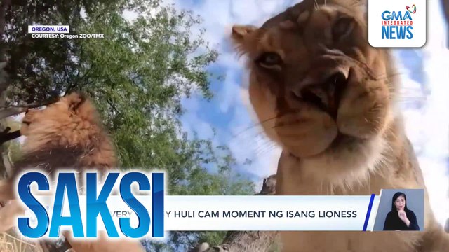 Ang very cutesy huli cam moment ng isang lioness | Saksi