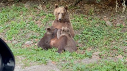 Roadside becomes a nursery as mama bear breastfeeds her cubs
