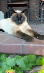 Life Goals: Be as Chill as This Cat 😸🌴#shorts #happy #funnycats #chill