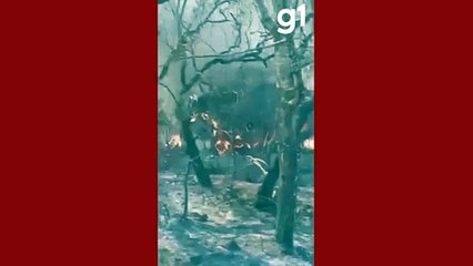 Tratorista de 24 anos morre queimado tentando apagar incêndio em MT