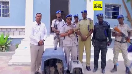 Cheetah cubs destined for illegal wildlife trade rescued in Somaliland