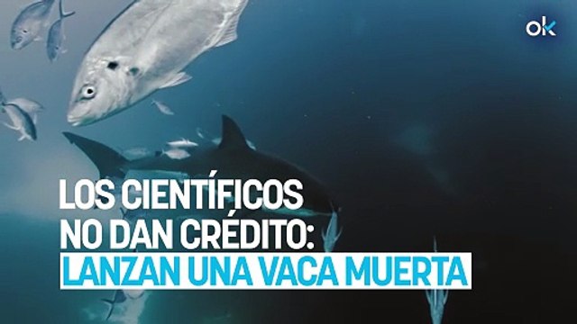 Los científicos no dan crédito: lanzan una vaca muerta al mar y cuando ven los animales que aparecen…