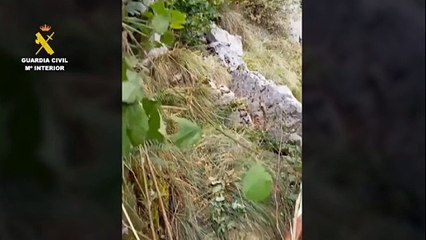 La Guardia Civil rescata a un potro en Burgos tras caer por un terraplén