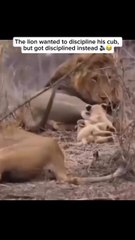We need your help to support . A cub’s survival depends largely on its mother’s care and courage. Credit unknown Please DM us for credit #animals #animalsofinstagram #adorableanimals #animallove #lion #lionlove #malelion #mamalion #lioncub #cutelioncub