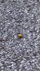 Ragno Delle orbite ep 1