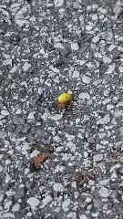 Ragno Delle orbite ep 2