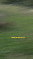 On a besoin de toi Pandor ! 😹Athéna est une louve très douce, ce n’était pas facile pour elle 🥺♥️