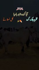 Beauty of pakistani fatehjangi breed bulls