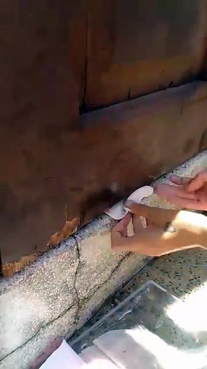 Una joven da alimenta a unos perros encerrados durante días dentro de una casa okupada en Santa Cruz de Tenerife