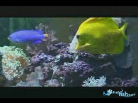 Yellow Tang - That Fish Place Saltwater Fish Species Profile