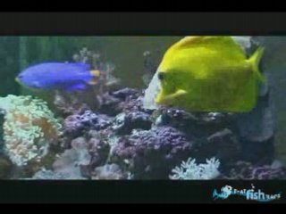Yellow Tang - That Fish Place Saltwater Fish Species Profile