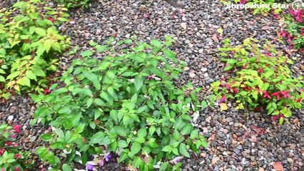 Fuchsia garden opened in Telford Town Park paying tribute to an influential figure in the creation of Telford as a green space
