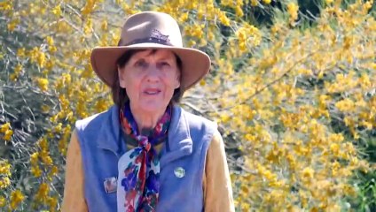 Blooming season underway in Western Australia as wildflowers attract world travellers