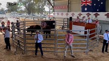 Top-priced bull at Nioa Santa Gertrudis sale