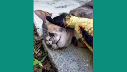 Funny Cat Fails Compilation – You’ll Laugh N" 🤖🐱