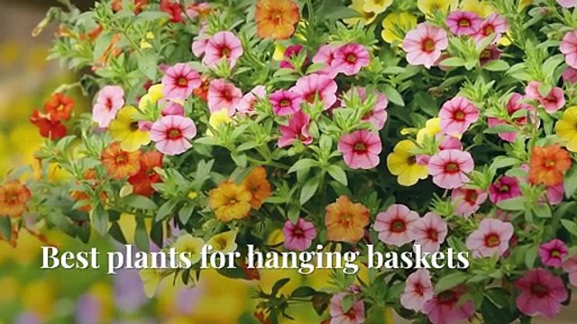 Ideal Plants For Hanging Baskets
