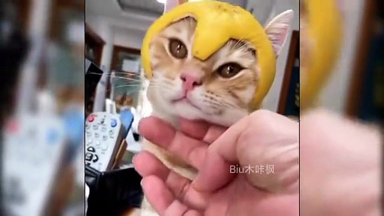 "Animals Being Funny and Cute 😹🐶 | Try Not to Laugh Challenge"