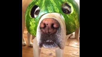 "Ultimate Funny Animals Compilation 🤣 | Laugh Till You Drop"