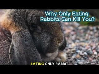 Why Only Eating Rabbits Can Kill You? #didyouknow #funfacts #fascinatinginformation