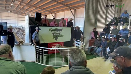 Stud record set at Trigger Vale Poll Merinos and White Suffolk sale