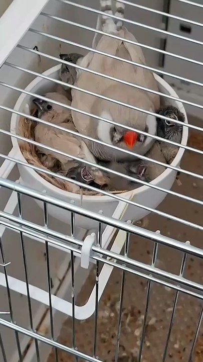 Exhibition zebra finches